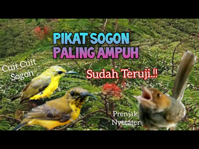 Suara Pikat Sogon Vs Prenjak Kepala Merah Suara Nyetater Dijamin Ampuh class=