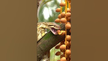 Golden Python Takes a Realistic Bite on Khajoor #asmr #snake #wildlife #snakelogo