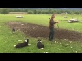 Scottish Sheepdogs in Action -  Full Demonstration