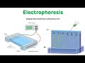 Electrophoresis Technique || Electrophoresis Biochemistry