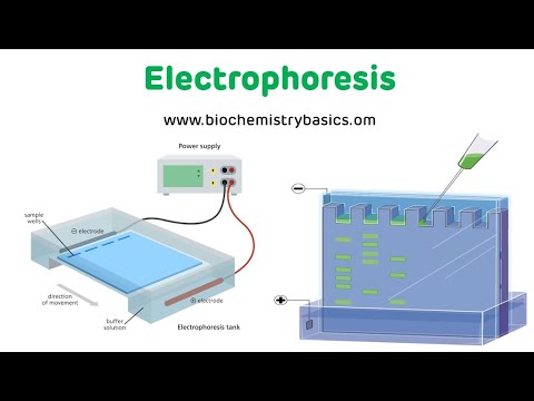 इलेक्ट्रोफोरेसीस तंत्र || इलेक्ट्रोफोरेसीस बायोकेमिस्ट्री