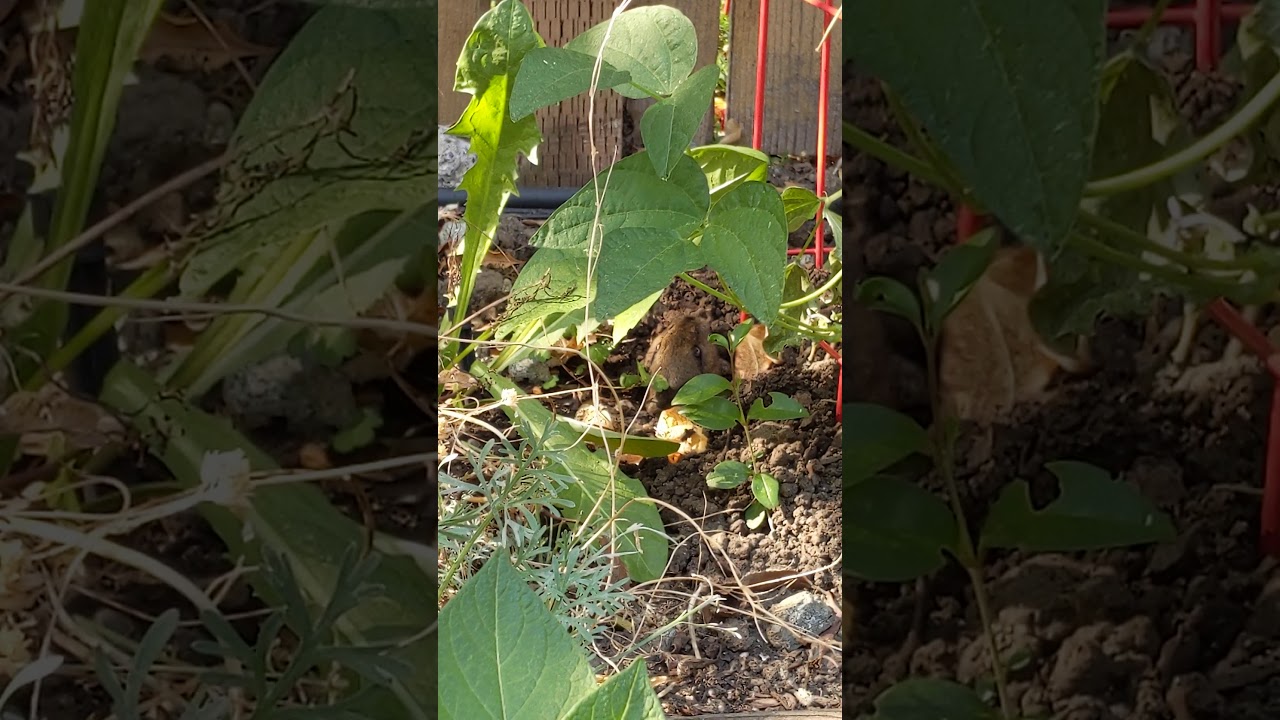 What can gophers not eat? YouTube