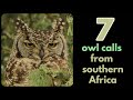 7 owl calls from southern Africa