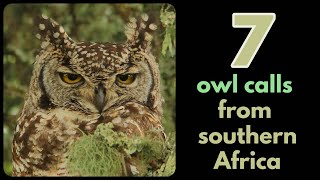 7 owl calls from southern Africa