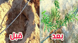 بهذه الطريقة ستنمو معك شجرة اللوز بسرعة🌳... طريقة زراعة شجرة اللوز