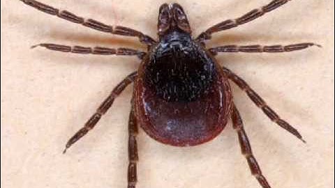 Ticks and Lyme Disease Prevention Tips