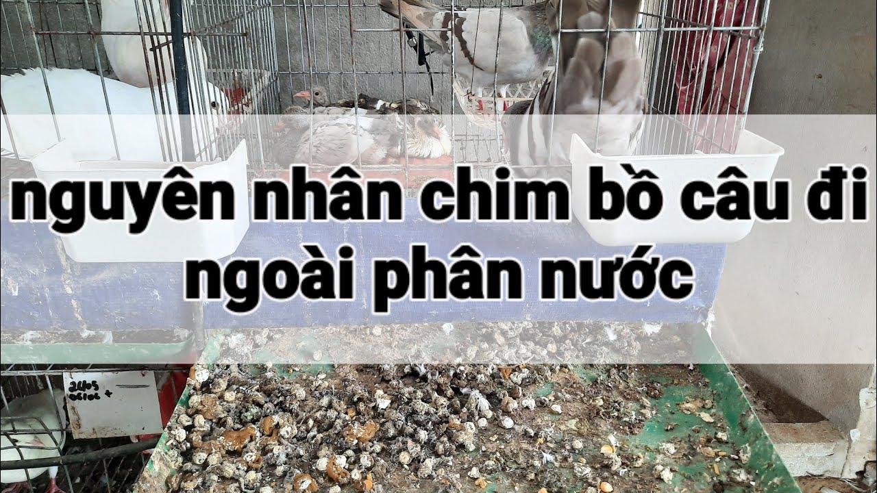 Chim bồ câu đi ngoài phân nước do đâu?