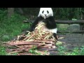 CHINE CHENGDU Pandas