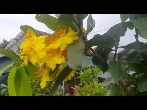 Mai giảo Thủ Đức nên trồng từ hạt hay từ cây ghép gốc nhớt? | Nét Việt #82