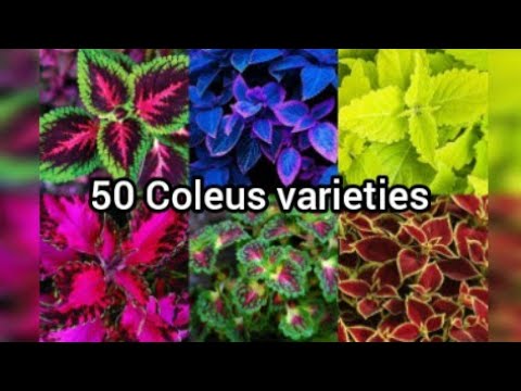 Video: Coleus 