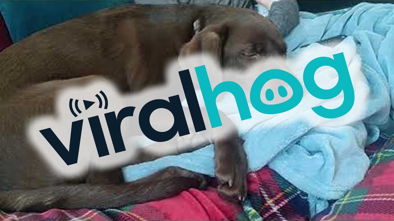 Sleeping Dog Barks and Wakes Herself Up ViralHog YouTube