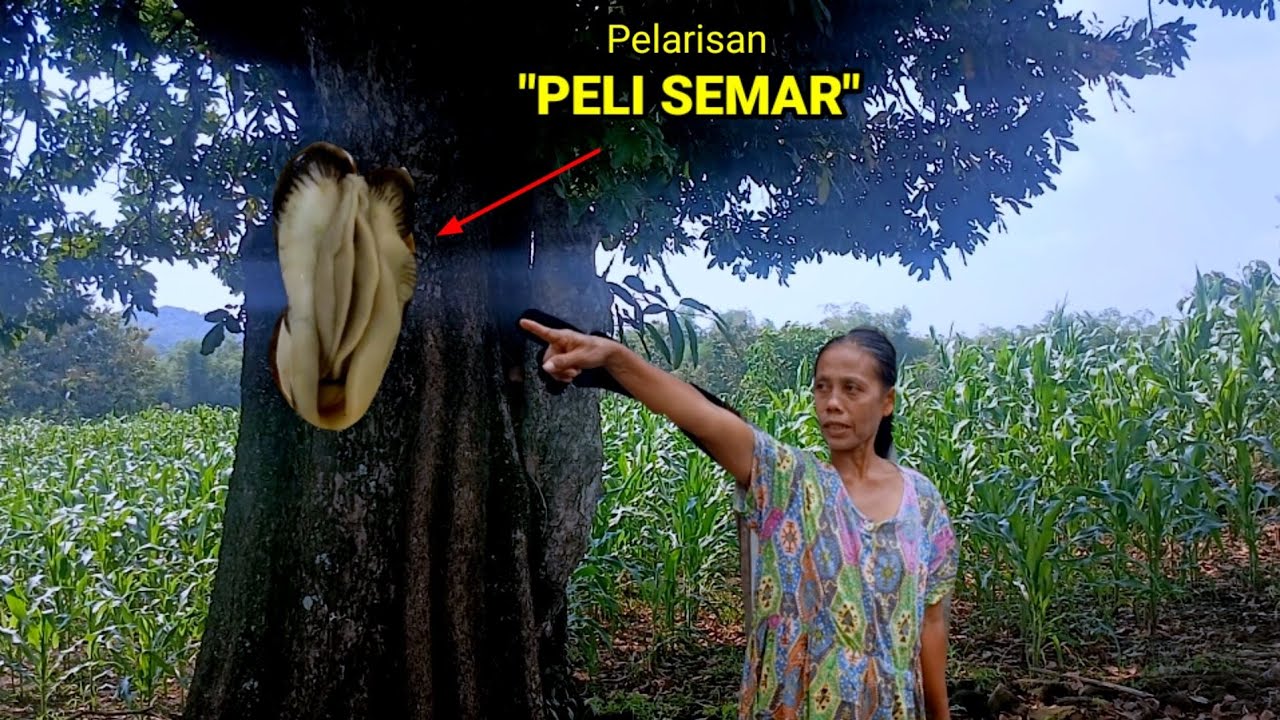 Sudah Viral_PeliSemar pelarisan dagang Jajanan konokan di bukit  Bong Cino Kabuh Jombang.