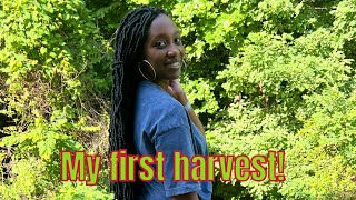 Gardening Vlog #2 | My First Harvest! by Regal.Impress 85 views 1 year ago 9 minutes, 58 seconds