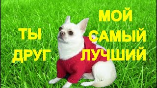 💥😜💥Я РЖАЛ ДО СЛЁЗ💥СМЕШНЫЕ ЖИВОТНЫЕ💥ПРИКОЛЫ С ЖИВОТНЫМИ💥КОТЫ💥СОБАКИ💥petsworld #23