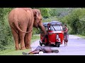 Wild elephants that make people mad elephantattack