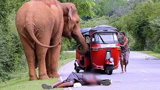 Wild elephants that make people mad #elephantattack