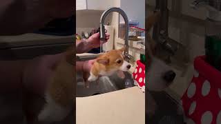 Precious Dog Enjoying Bath Time And Paddling Mid Air