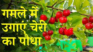 गमले में उगाएं चेरी का पेड़! जाने कब और कैसे लगाएं खाद कौन सी दें? Cherry Plant Care Tips In Hindi