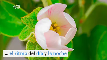 ¿Duermen las plantas por la noche?