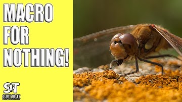 Unveiling the best budget macro gear: Extension tubes or Macro reversing ring?