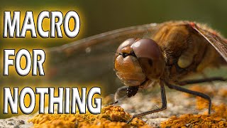 Unveiling the best budget macro gear: Extension tubes or Macro reversing ring?