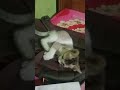 ##reesl #video #কিউট# সানা# বিড়াল🌺🥰