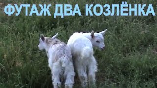 ФУТАЖ ДВА  КОЗЛЁНКА❤..ФУТАЖИ И  ФОНЫ ДЛЯ  ВИДЕОМОНТАЖА❤.футажи для видеомонтажа hd