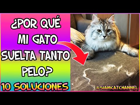 Video: Cómo Evitar Que Un Gato Pierda Mucho