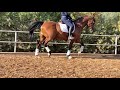 Dressage horse trotting in slow motion