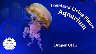 Loveland Living Planet Aquarium Tour, Draper Utah | How to have fun in Salt Lake City, Family Review