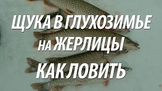 КАК ЛОВИТЬ ЩУКУ НА ЖЕРЛИЦЫ В ГЛУХОЗИМЬЕ