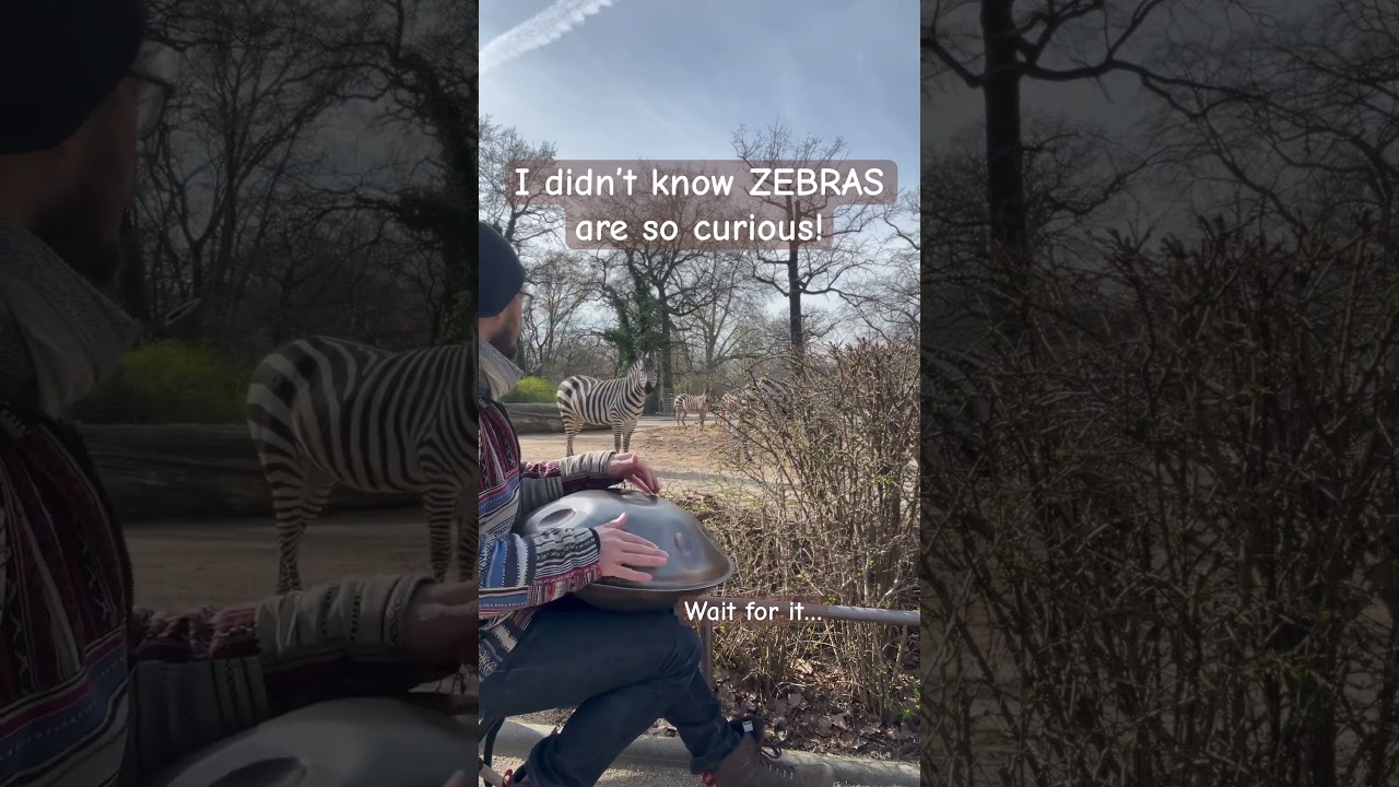 Zebras reacting to handpan music :O