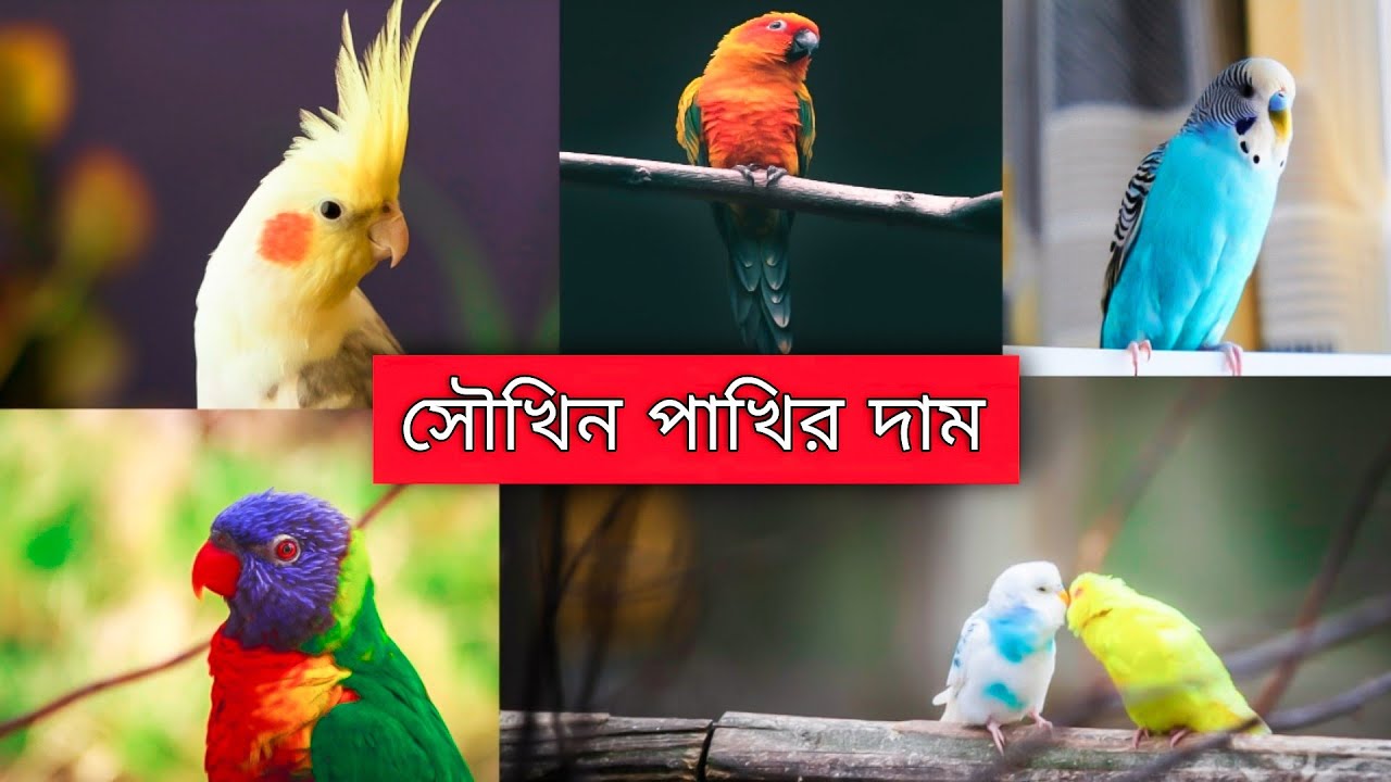 সৌখিন পাখি কিনুন একদম সস্তায় Bird price in Bangladesh কম দামে পাখি Pakhir dam Pet Bird