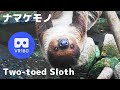 VR180  ナマケモノ 思った以上によく動く Two-toed Sloth (Choloepus didactylus) Slowly moving