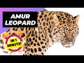 Amur Leopard 🐆 The Most Endangered Big Cat | 1 Minute Animals