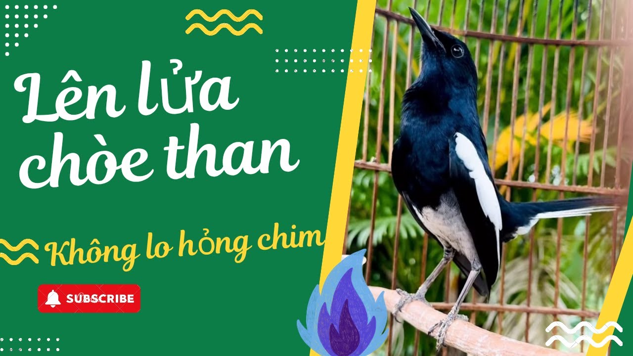 Cách Lên Lửa Chòe Than Đúng Cách - Chim Căng, Chơi Bền