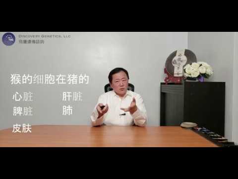 0023 为什么科学家要创造猴子和猪混合体？