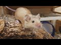 Super friendly little mice 