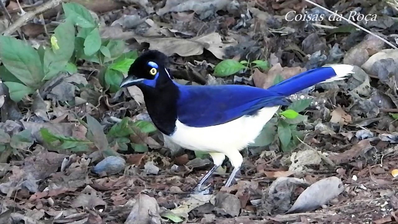 GRALHA-PICAÇA canto (CYANOCORAX CHRYSOPS), PLUSH-CRESTED JAY