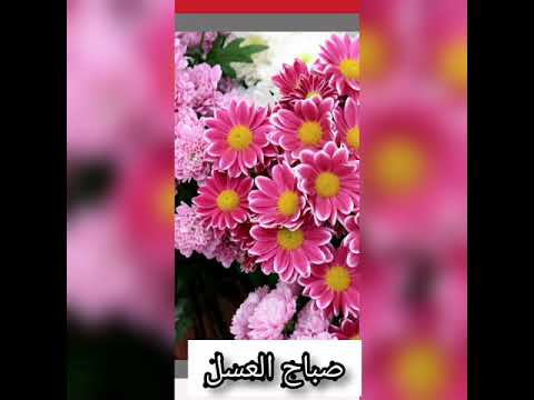 صباح العسل على أحلى وأجمل ناس