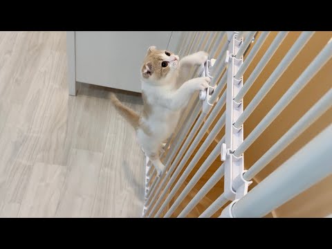 It was amazing how the kitten finally started trying to open