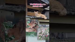 被貓弟發現小貓們在爬樹❗猫弟が木に登っている子猫を発見❗Cat brother found the kittens climbing the tree❗#naughtycat#猫#橘貓#貓#頑皮貓