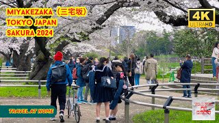 4k hdr japan travel 2024 | Cherry blossoms in Miyakezaka（三宅坂）Tokyo  |  Best sakura viewing place