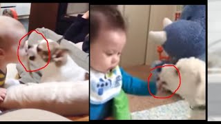 Cute Dogs and Babies are Best Friends - Dogs Babysitting Babies Video