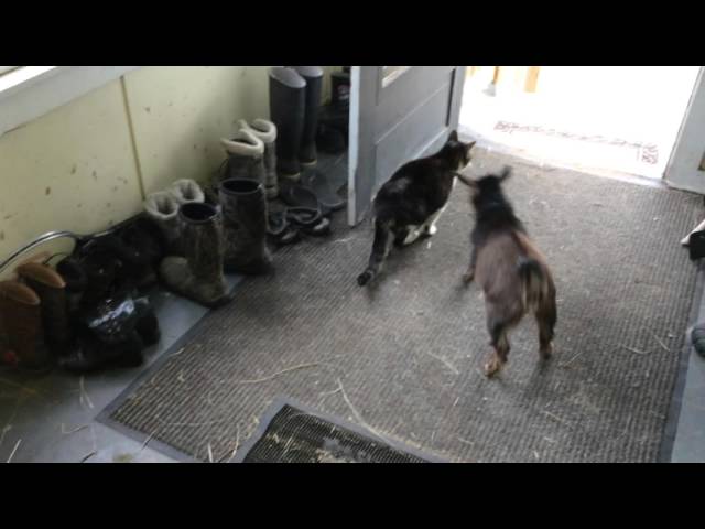 A Goat Trying to Headbutt A Cat