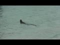 Sea Iguana Swimming