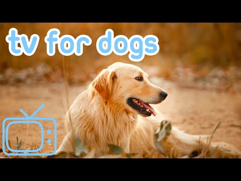 [NO ADS] Fun Entertainment TV for Bored Dogs! 12 Hours