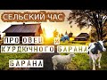 Про овец и курдючного барана 2 серия. Сельский час в жизни села