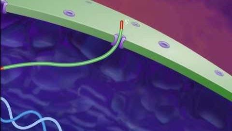 Control of Gene Expression in Eukaryotes [HD Animation]_HIGH.mp4