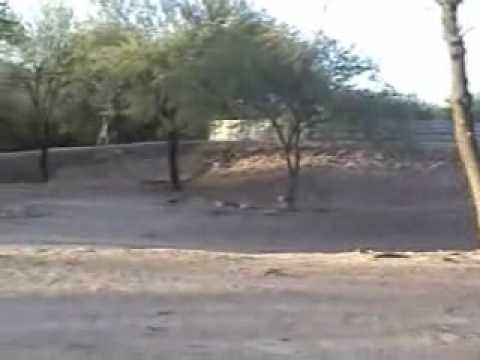 SANTIAGO DEL ESTERO CAMPO GALLO 1500 HAS .wmv